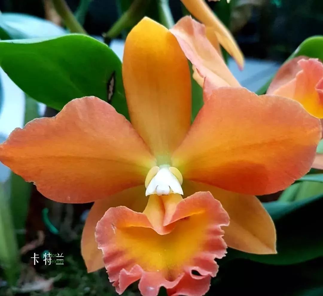 鲜花店常见花材品种大全,花店里同款的两种不同价格的花材