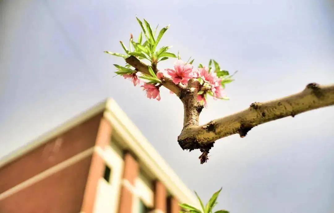 绵阳最牛初中生,绵阳最牛的初中