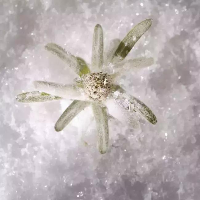 好厉害的成分卖点———30%VC精华！兰蔻推出“鸡蛋壳”双层面膜