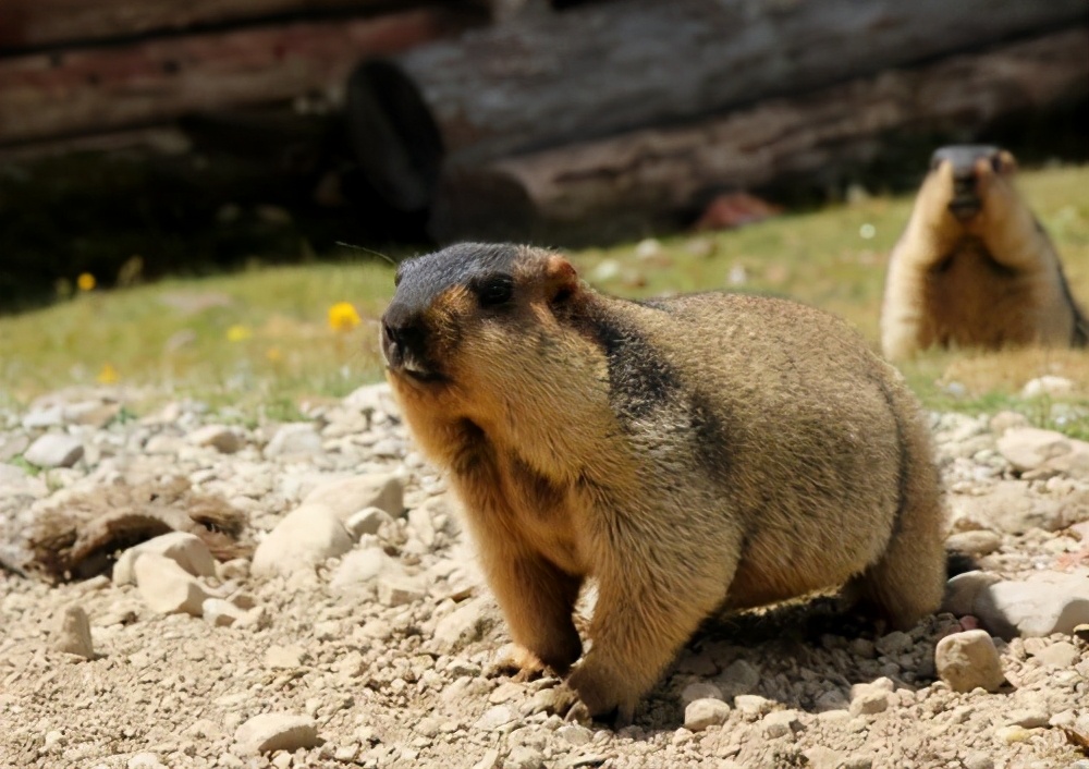 身边到处是天敌，依旧泛滥成灾！旱獭：菜鸡的快乐你不懂