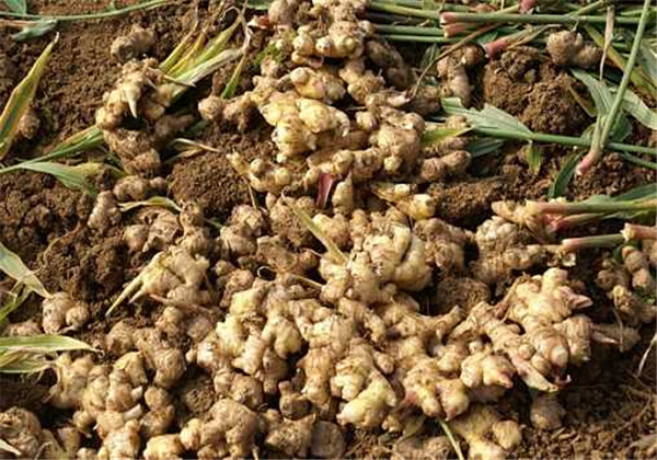 山东二号黄姜高产技术,南方高产栽培小黄姜