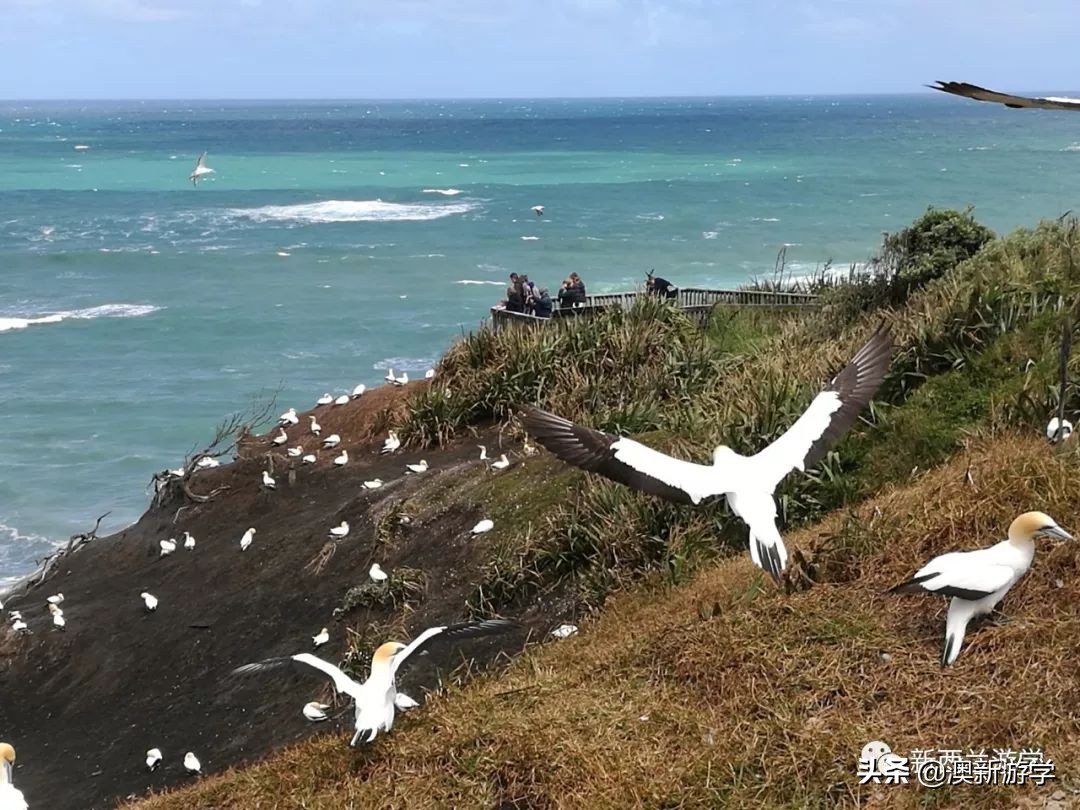 新西兰北岛自驾游攻略,新西兰北岛攻略3日行程规划