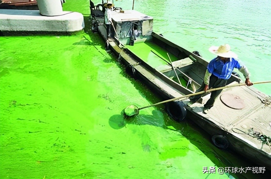 养殖遇到霉变饲料怎么办,养殖后期浓绿藻如何处理