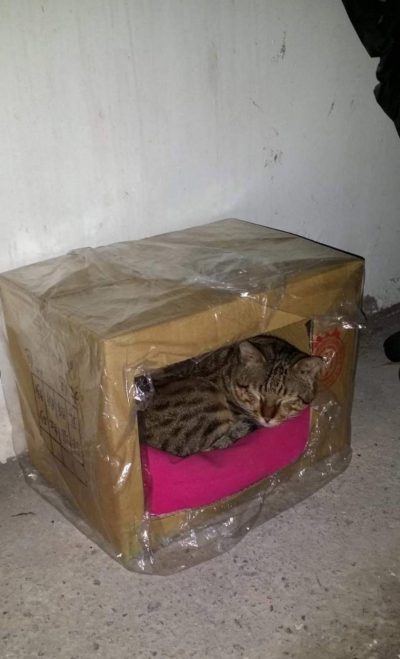 如何帮助流浪猫渡过冬天，三招轻松学