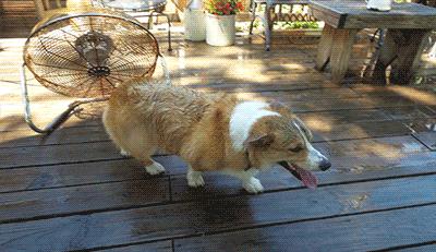 法斗中暑后没呼吸还能抢救过来吗,法斗狗狗中暑死亡了