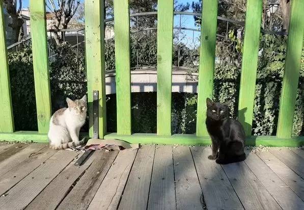 土耳其是爱猫之国吗,土耳其爱猫之城是哪里