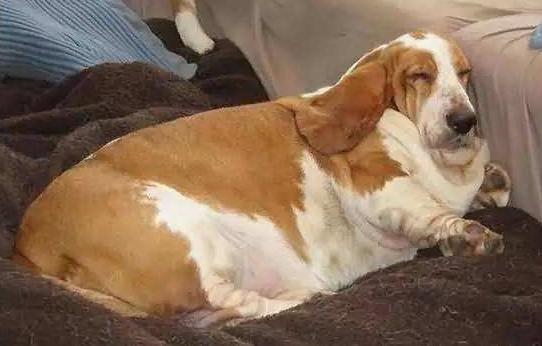 狗狗5种表现离死亡不远了,狗狗常见的十大疾病