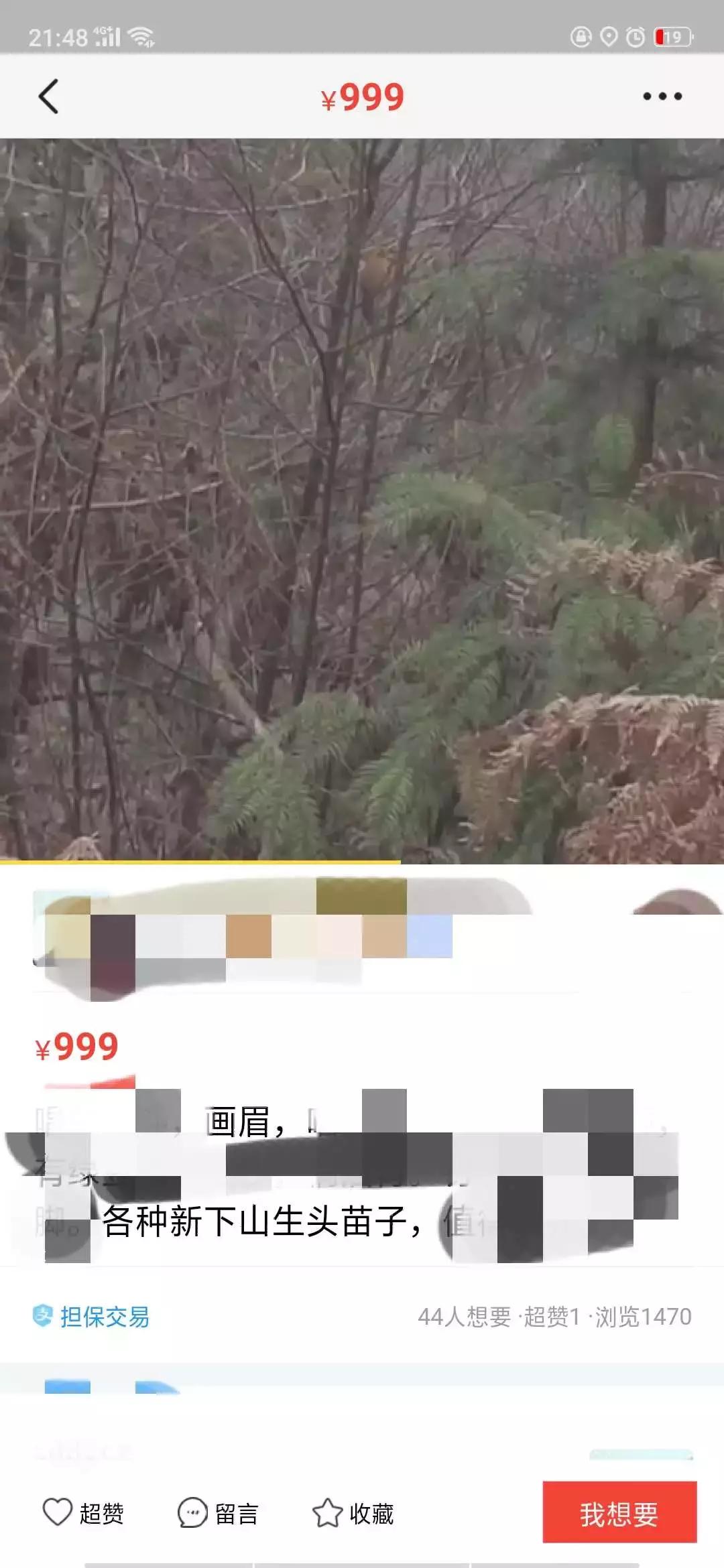 涉黄、买卖野生动物?原味*裤内**?从万能的淘宝,到万能的闲鱼