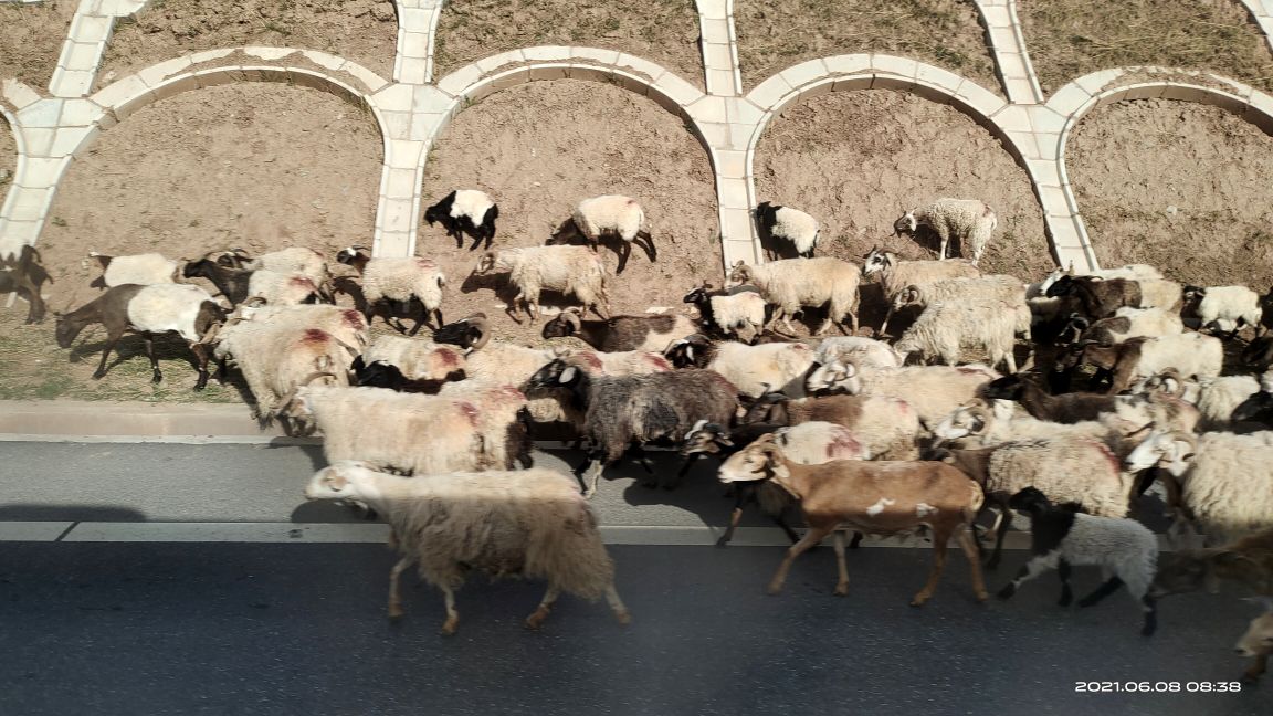 大西北札记,大西北之旅青海湖8月