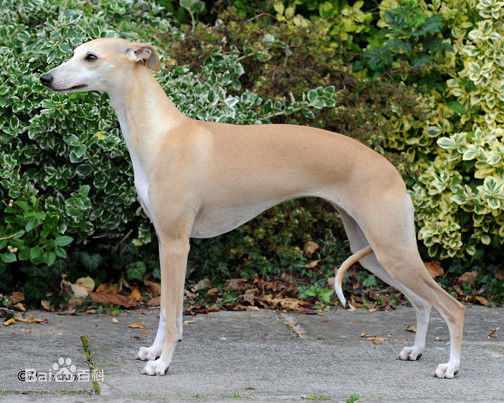 宠物狗小型犬品种排名大全及图片,性格温顺的小型犬有哪些