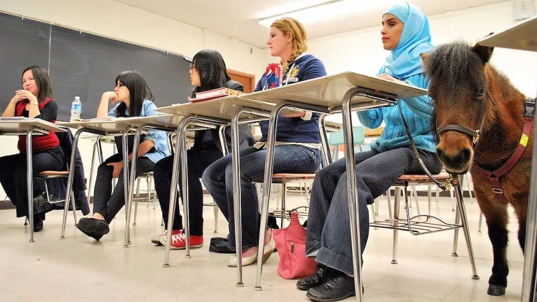 导盲马寿命有多长,导盲马可以看多远