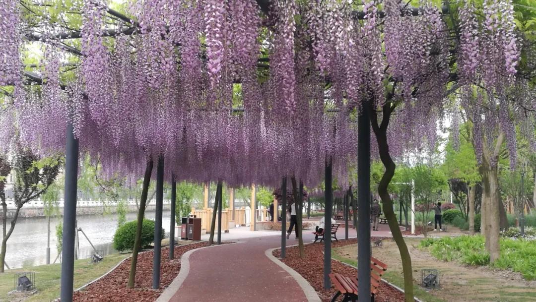 网红古树紫藤花,网红紫藤花