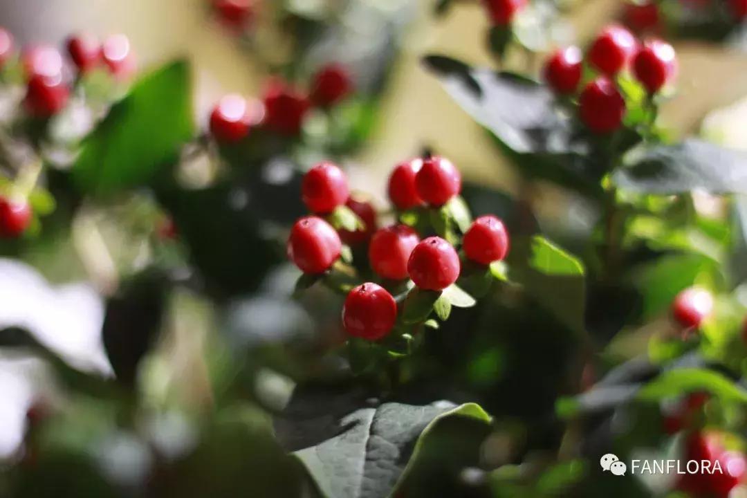 凡花丨开一家洒满阳光的花店，愿灵魂每个角落长满香气