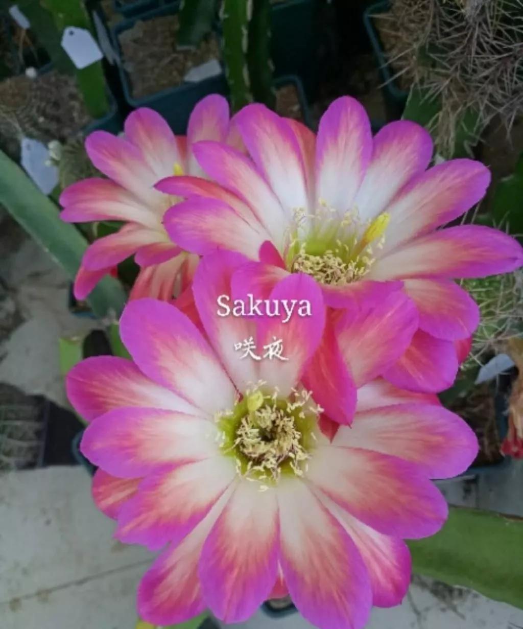 100种仙人球花图片,100种仙人球的品种视频