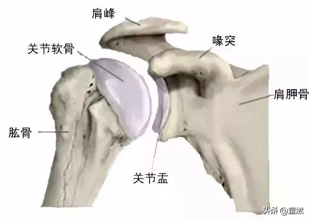 健身不耸肩肩下沉的方法,健身肩一边大一边小怎么锻炼矫正