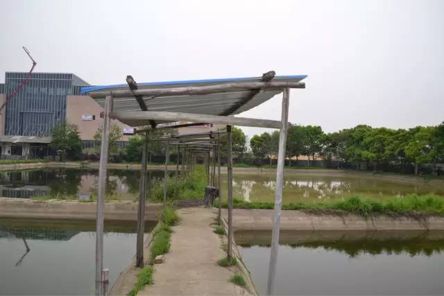 湖南最好的锦鲤养殖基地,湘潭锦鲤养殖