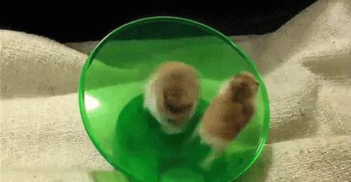 鼠年最稀有的老鼠,鼠年各种耗子大全