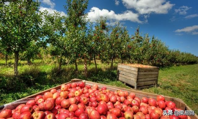 南非小苹果3-5斤,南非小苹果无打蜡