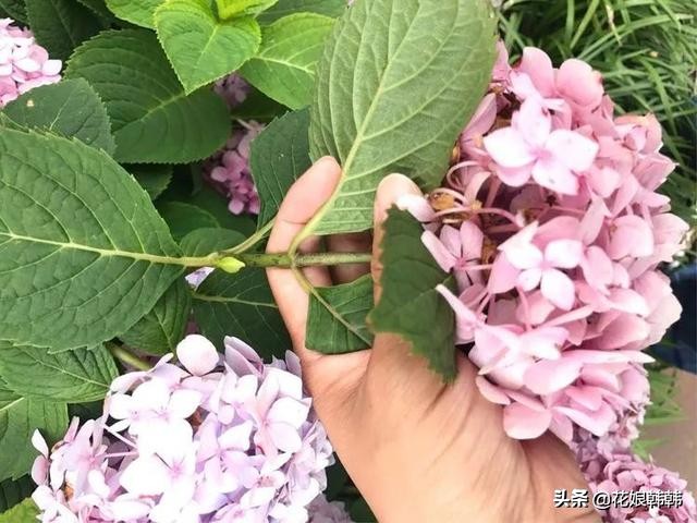 圆锥绣球花后修剪和冬季修剪,绣球无尽夏修剪没有芽点怎么修剪