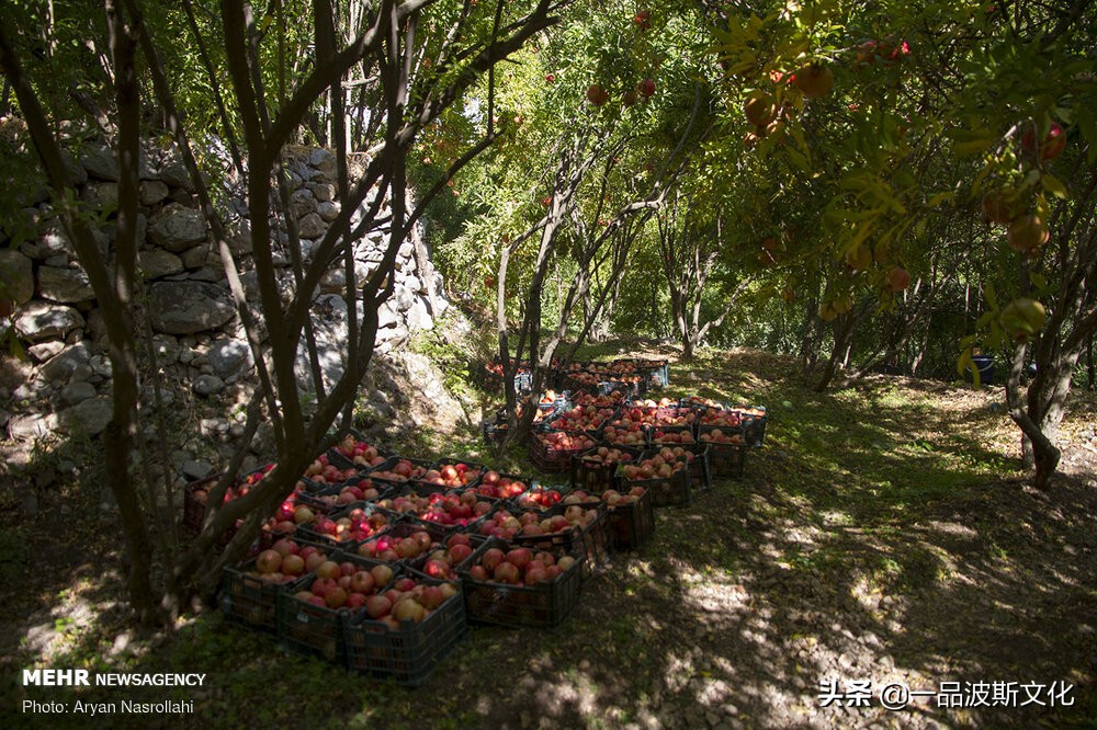 伊朗波斯石榴在哪里,伊朗石榴与波斯石榴