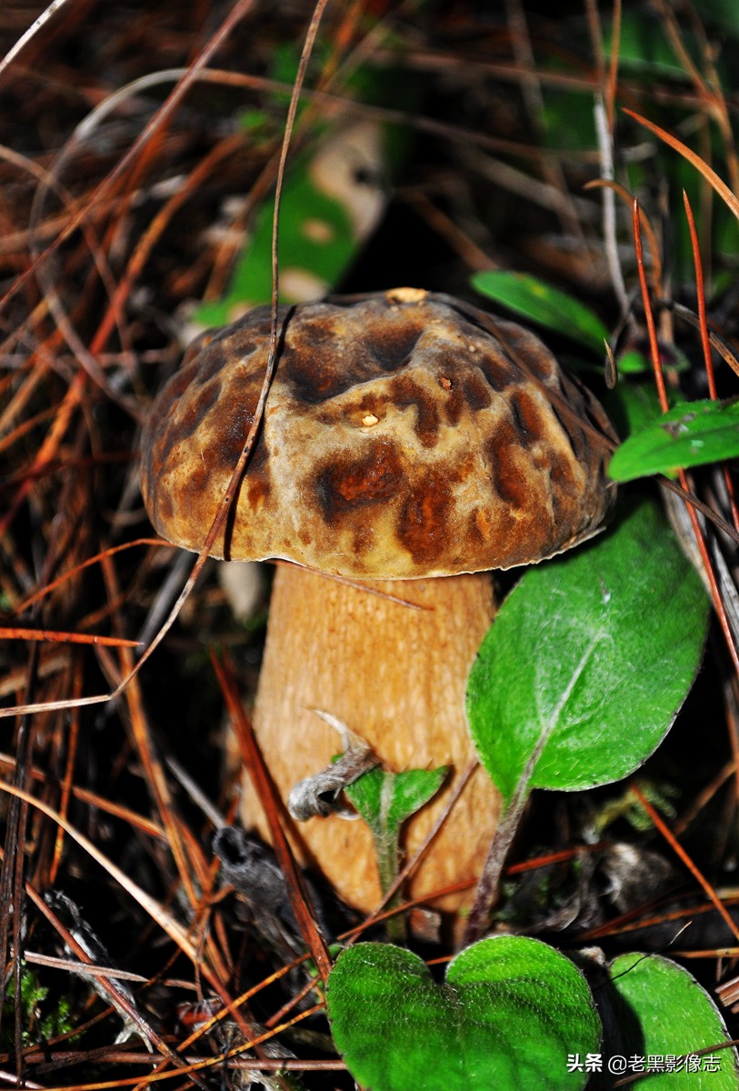 无量山镇游玩攻略一日游,无量山旅游攻略一日游多少钱