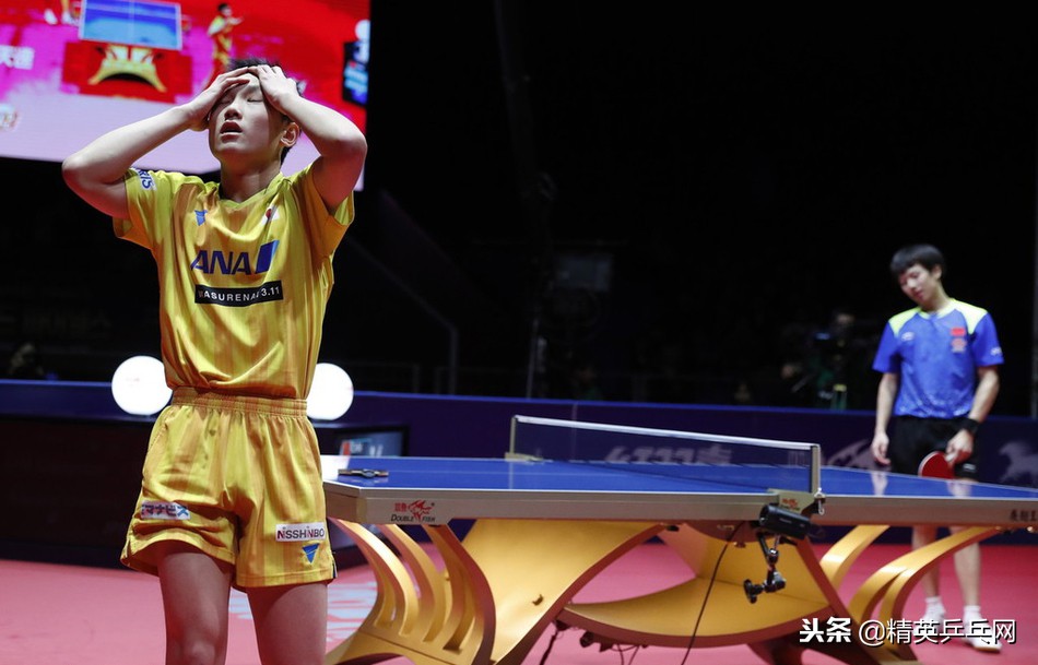 网友对张本智和的评价,张本智和吼叫声合集