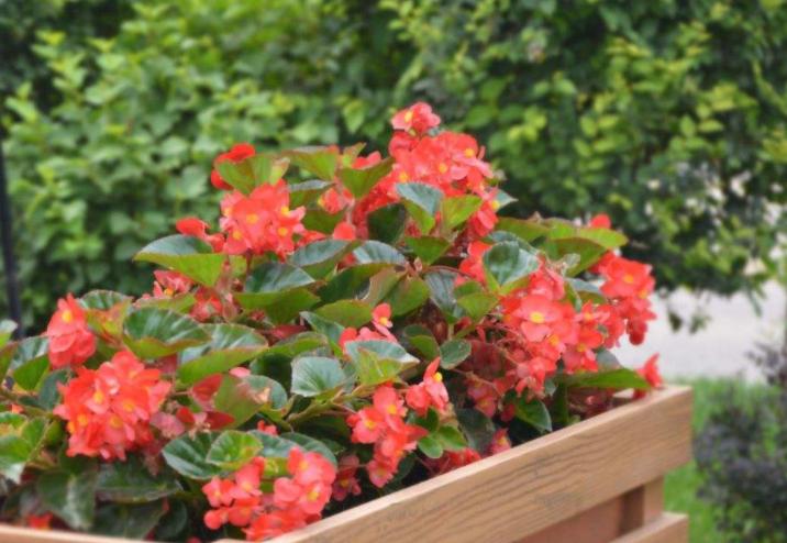 除甲醛的盆栽什么比较好,种植什么植物除甲醛