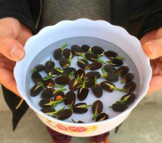 夏季养碗莲，叶子圆润花型雅致，给家里添贵气，花开十里飘香