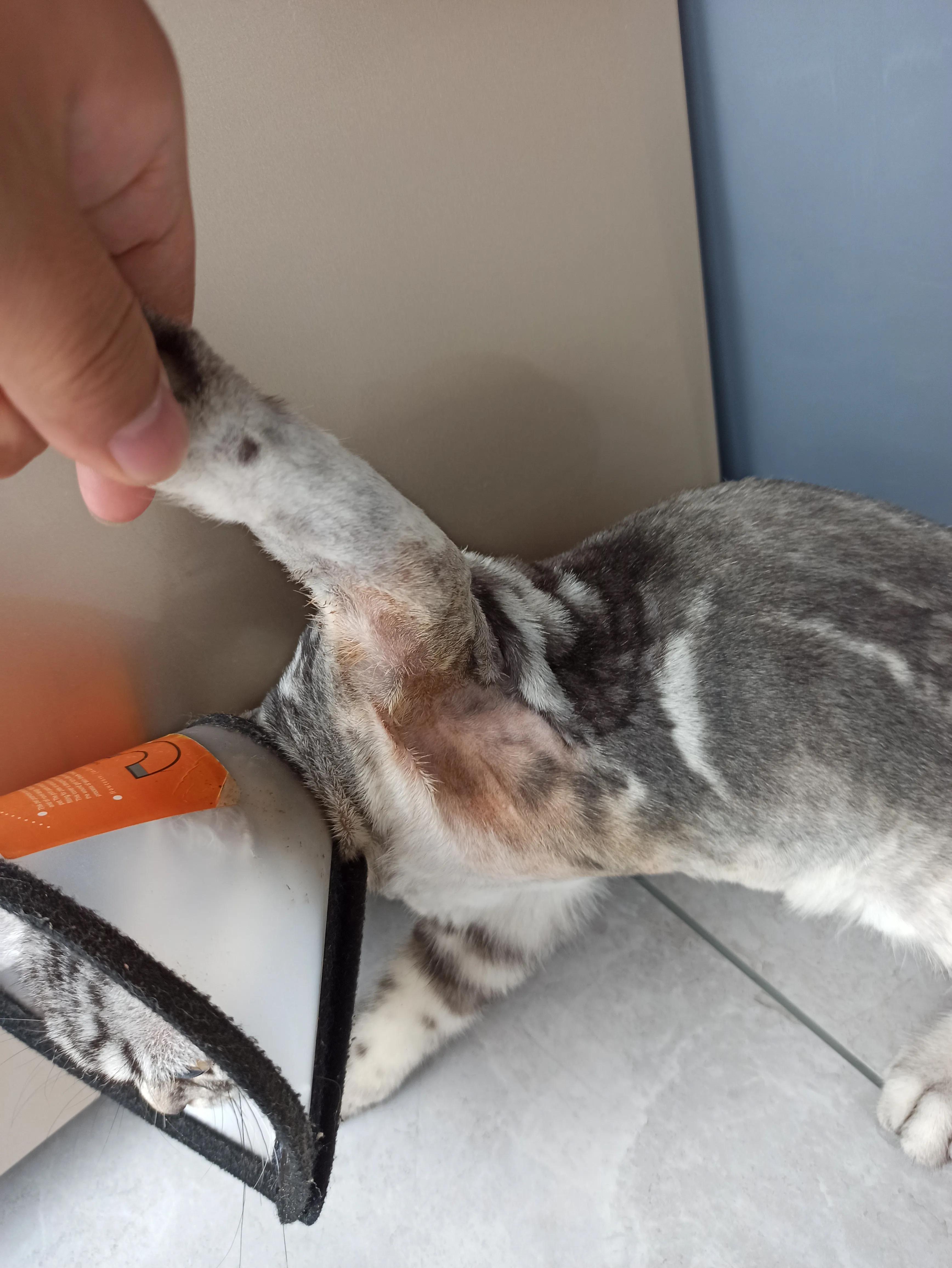 猫癣治愈的过程,猫癣的治疗全过程