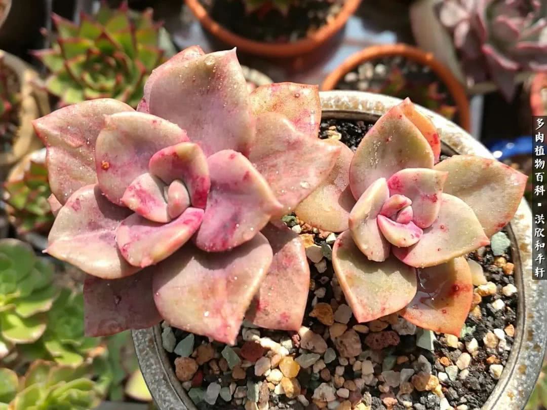多肉的四季轮回,四季轮回多肉