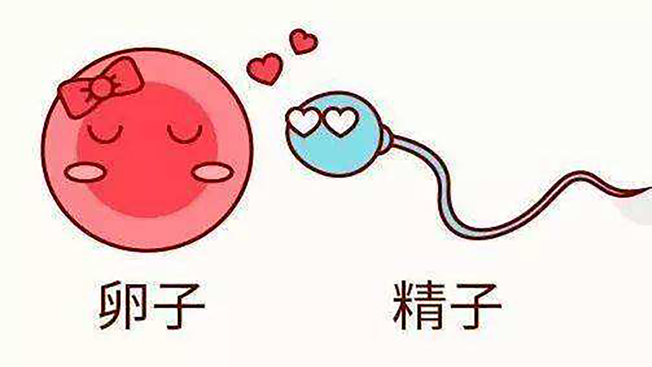 没有受孕的小蝌蚪去哪了,没有受孕的小蝌蚪去了哪里