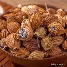 香料的正确使用方法和注意事项,卤水加桂皮的正确方法