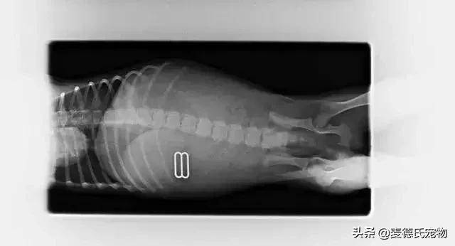 英斗不爱动正常吗,英斗懒得不想出门