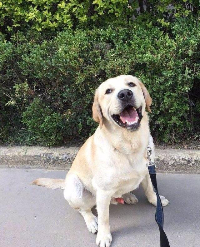 养拉布拉多需要注意什么事项,养幼犬拉布拉多吃方面要注意什么