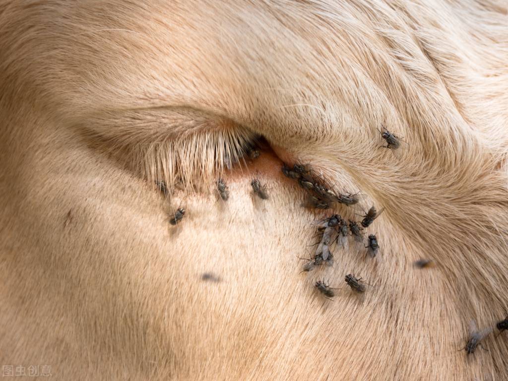 苍蝇是怎么形成的为什么不能灭绝,苍蝇灭绝了会有什么后果