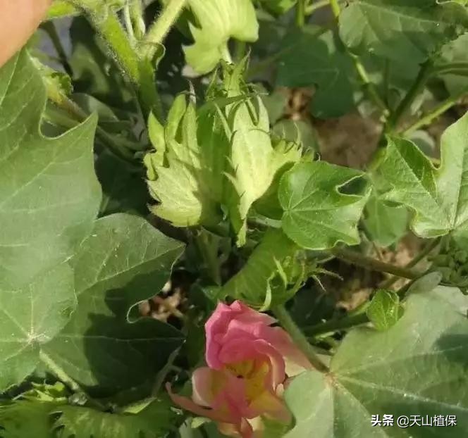 棉花打顶后肥怎么施,棉花打顶后的管理