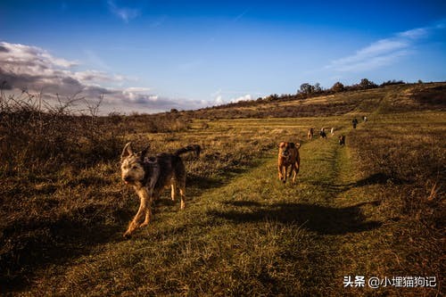人会得抑郁症吗,狗狗会得抑郁症了怎么治疗