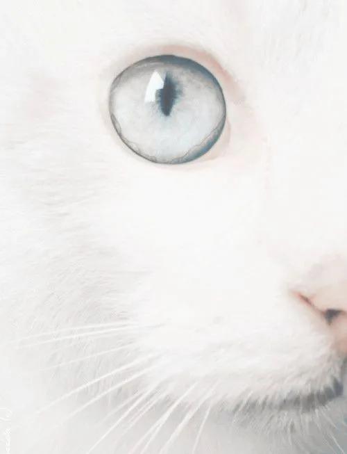 猫咪眼中的漂亮猫咪是什么样的,猫咪猫眼照片