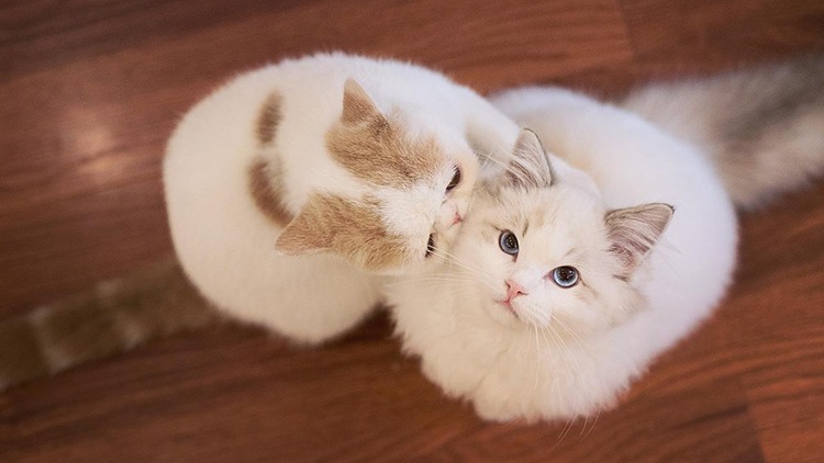 猫咪感冒发烧用啥药品,猫咪药品