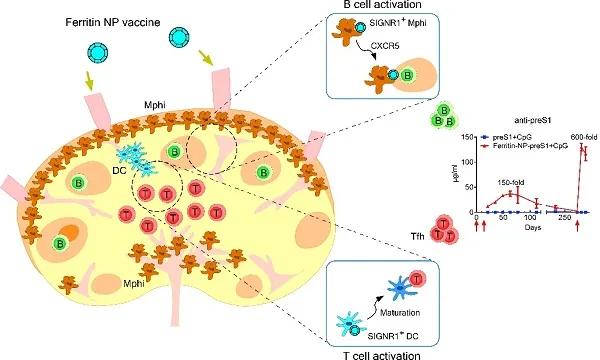 生物物理所等揭示淋巴结靶向纳米疫苗免疫新机制