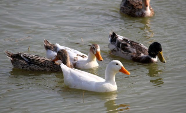 鸭子拉黄色稀粪是什么原因,鸭子白色稀粪