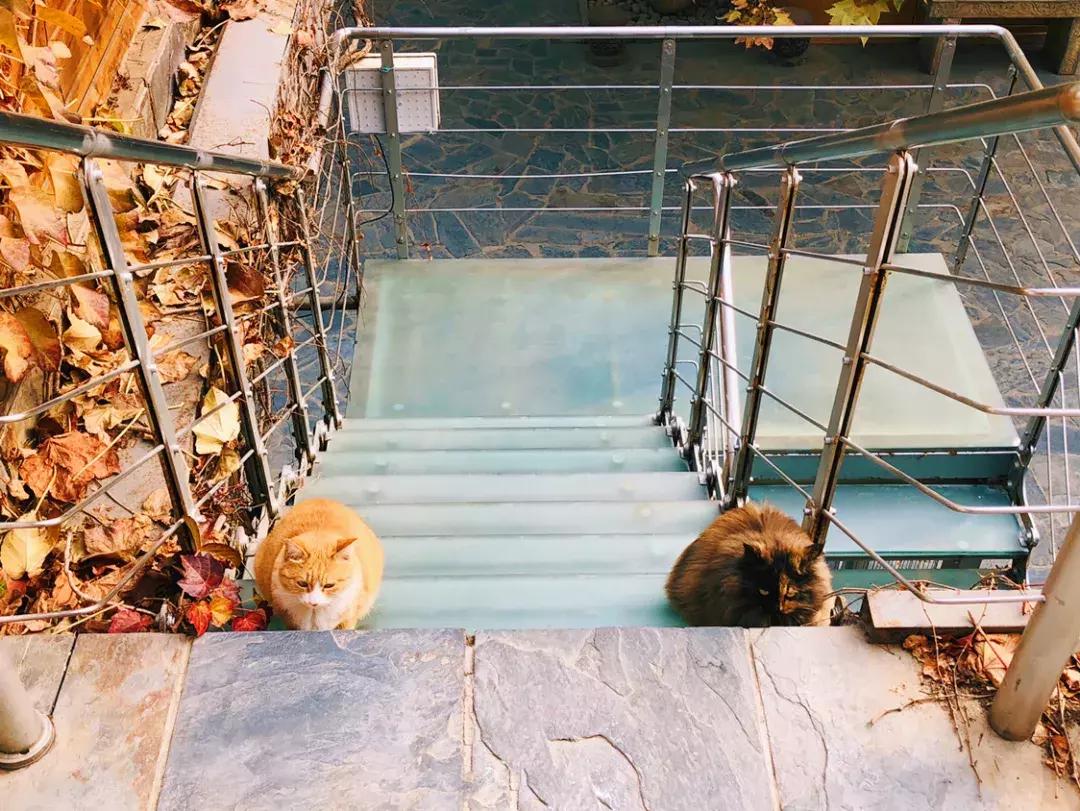 庄太极：hello，飞起的小拖把，有一种美，动静皆宜