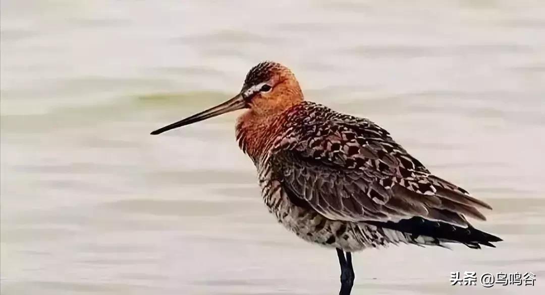 看图识鸟图片及答案,看图识鸟软件哪个好用