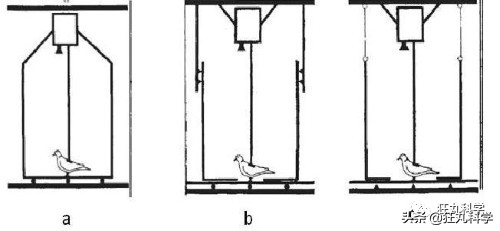 鸡头放摄像头视频,鸡头上装摄像机