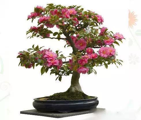 献给那些养花每次都养死的人文案,一直养死花但从未放弃养花