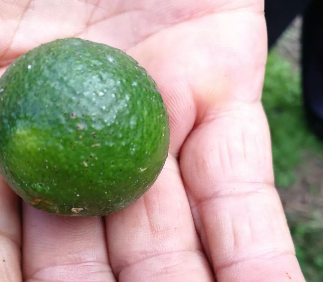 柑橘表皮有疙瘩怎么治疗,柑橘沙皮病危害