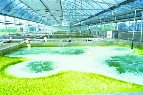 三水年终观察｜海上田园的“智慧生意”