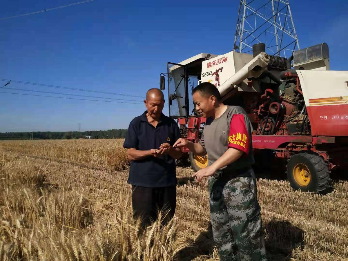 风吹麦飘香“三夏”收播忙