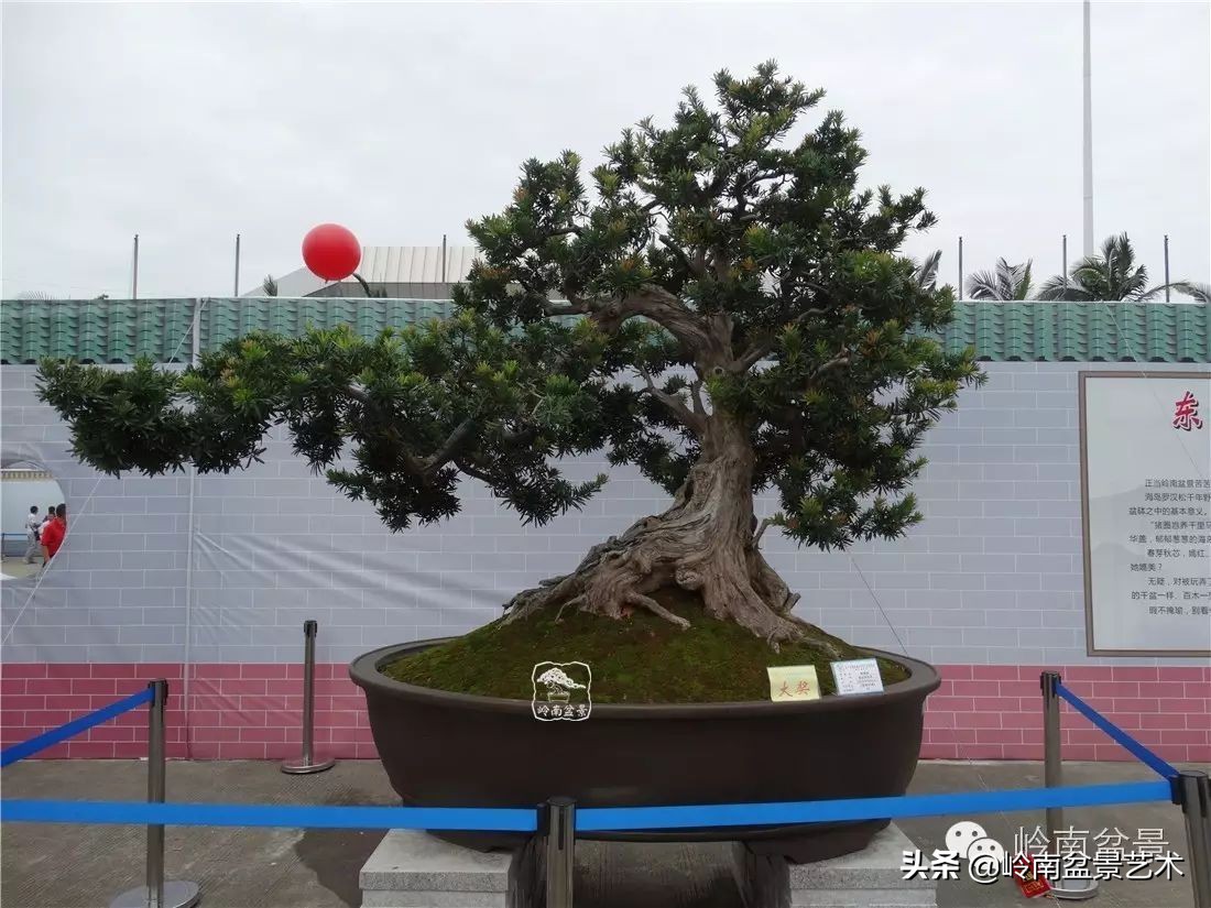 罗汉松盆景开运招财，非其莫属！清风雅韵，当之无愧！