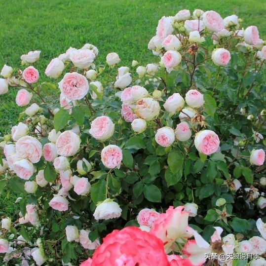 四月最浪漫的蔷薇花,最浪漫的四月花